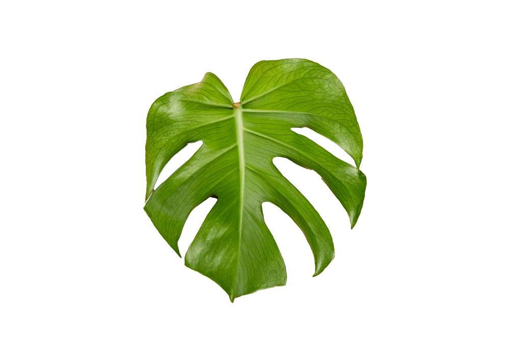 leaf